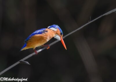 Birdwatching