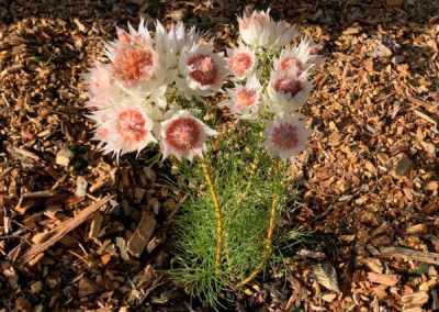 The unique fynbos biome, one of the world’s richest floral kingdoms