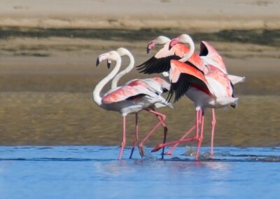 Rare bird sightings in Plettenberg Bay