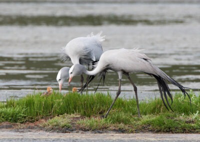 Bitou River and Wetlands