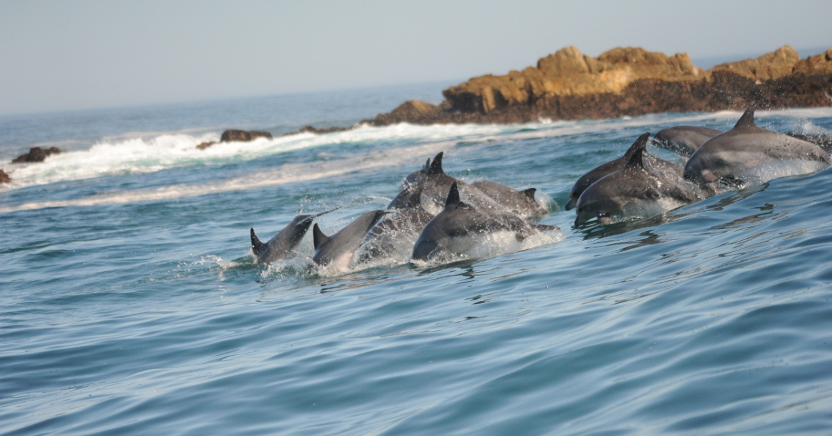 Plettenberg Bay, A True Paradise