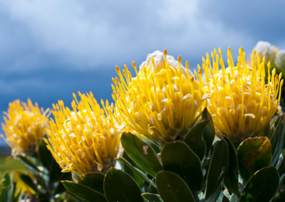 New Fynbos species in Plettenberg bay - Psoralea vanberkelae