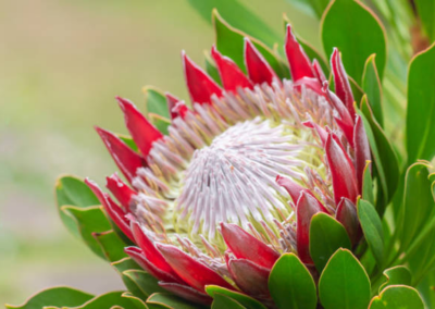 Characteristics of Fynbos