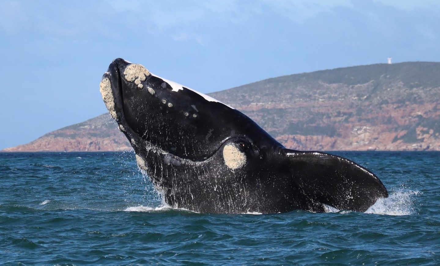 Whale Season