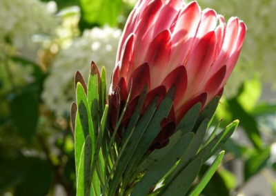 Fynbos’ Uniqueness in the World