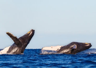 Why do whales behave this way
