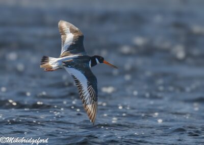 Favorite for birders across South Africa