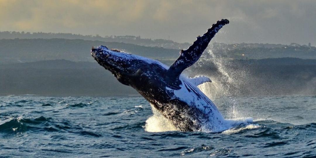 The Language of Whales