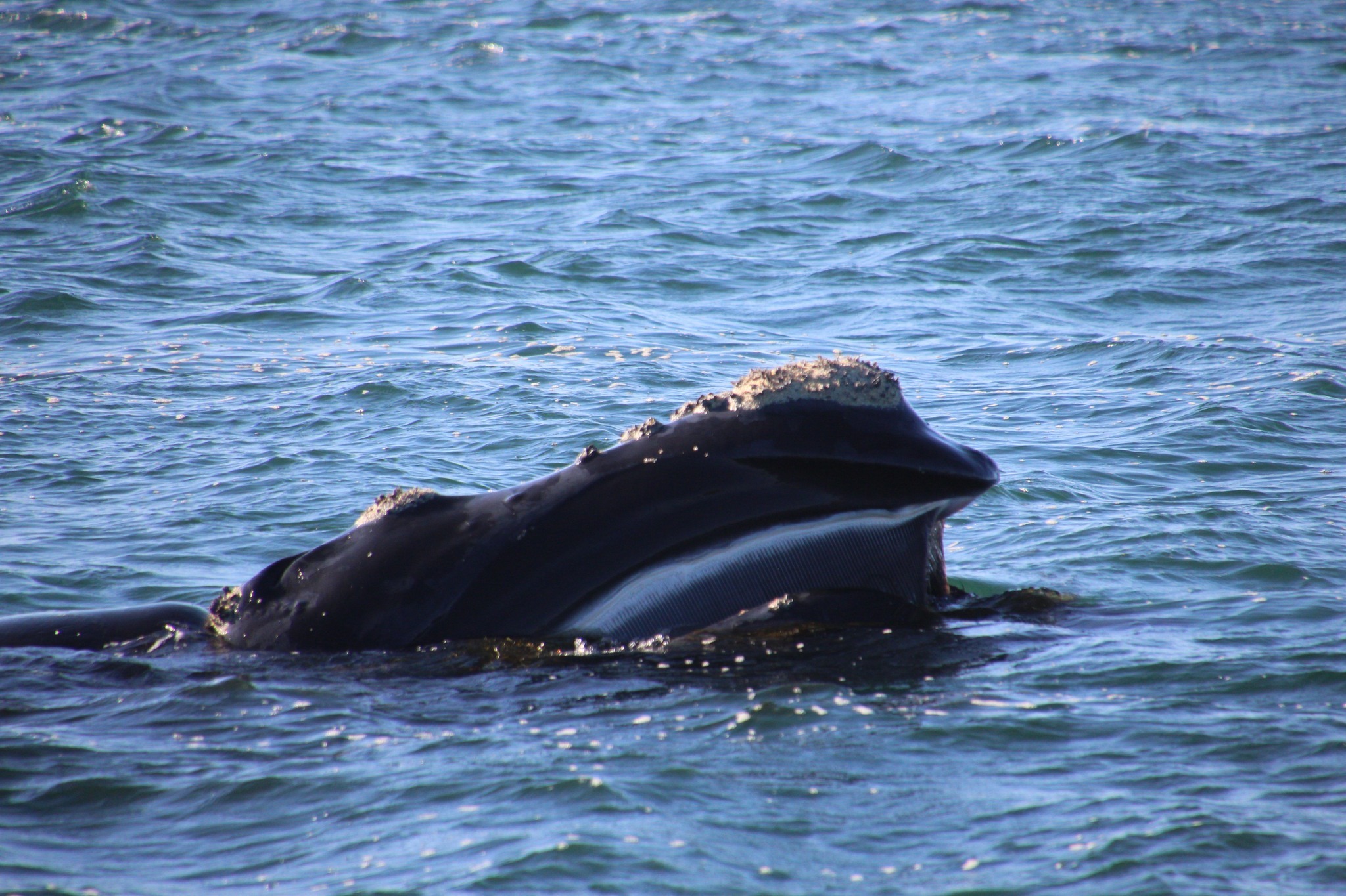 Breeding Rituals and Migrations