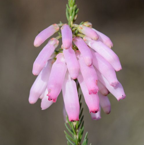 Features of Psoralea vanberkelae