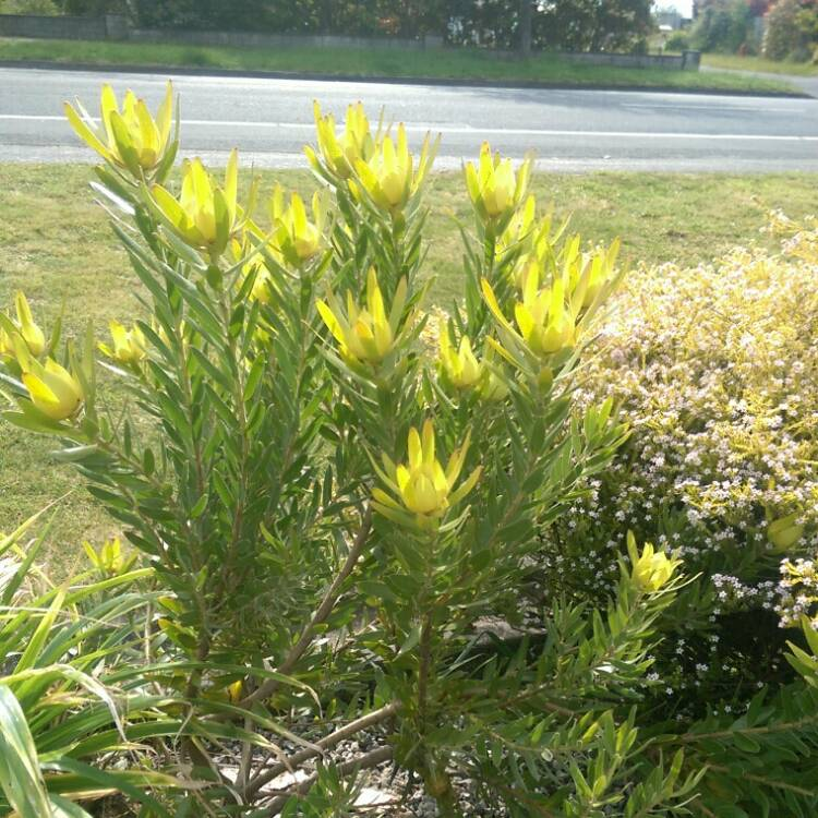 New Fynbos species found near Plettenberg bay
Psoralea vanberkelae