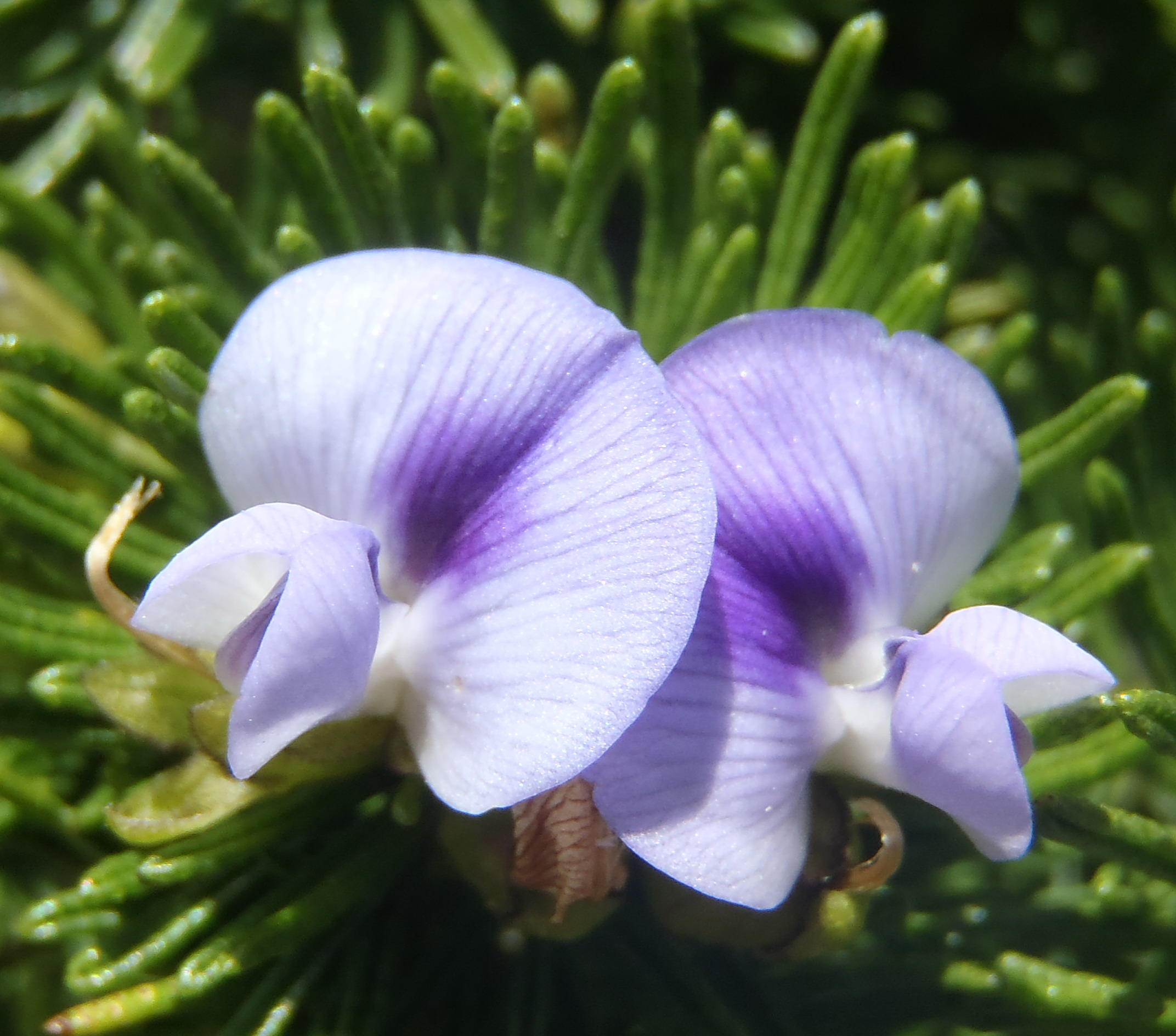 Characteristics of Fynbos