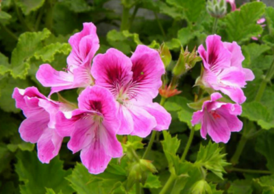 Medicinal uses of Fynbos