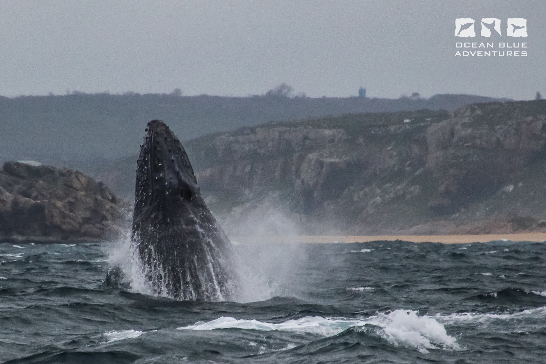 Whale and Dolphin watching experience in Plettenberg Bay