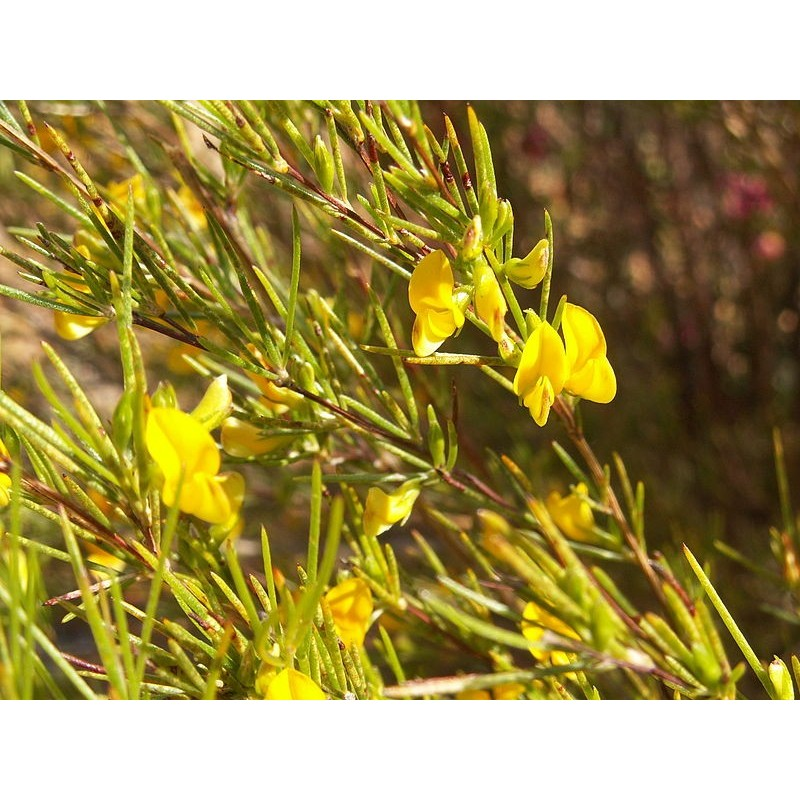 Cultural and commercial uses of fynbos