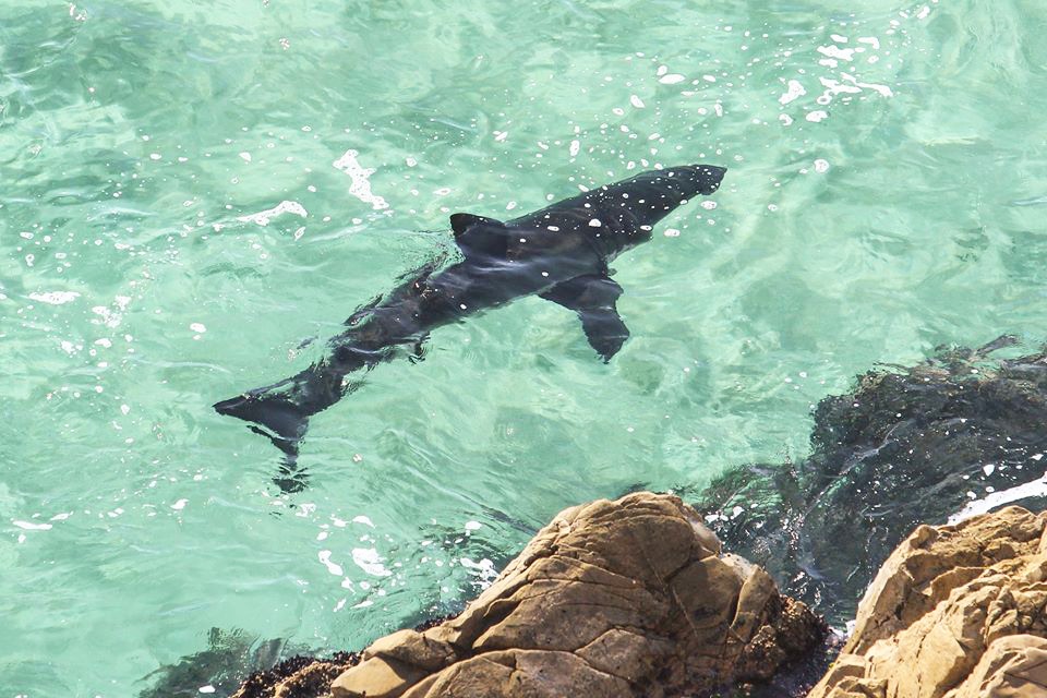 Whale Season
