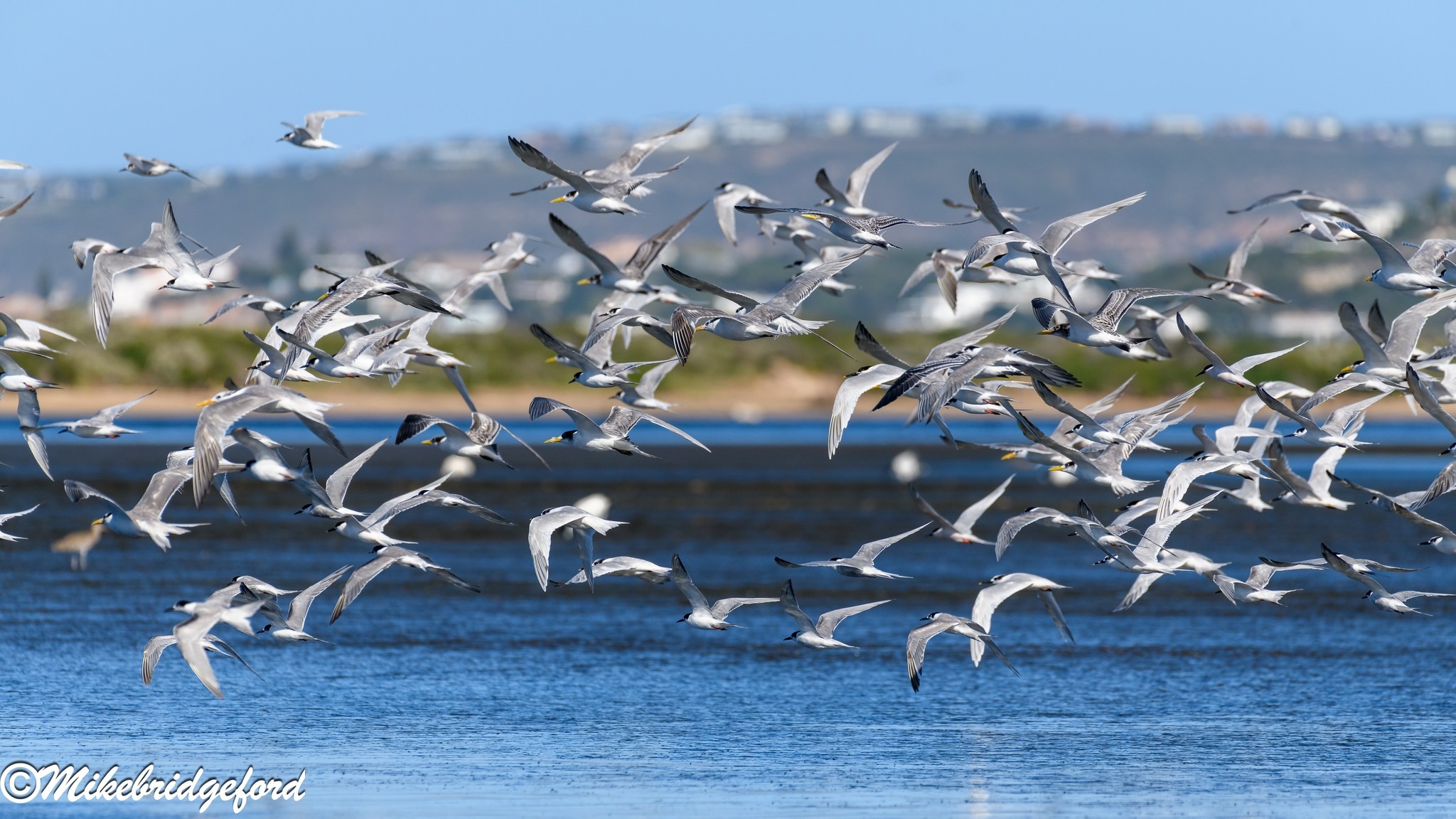 Birding in Plettenberg Bay