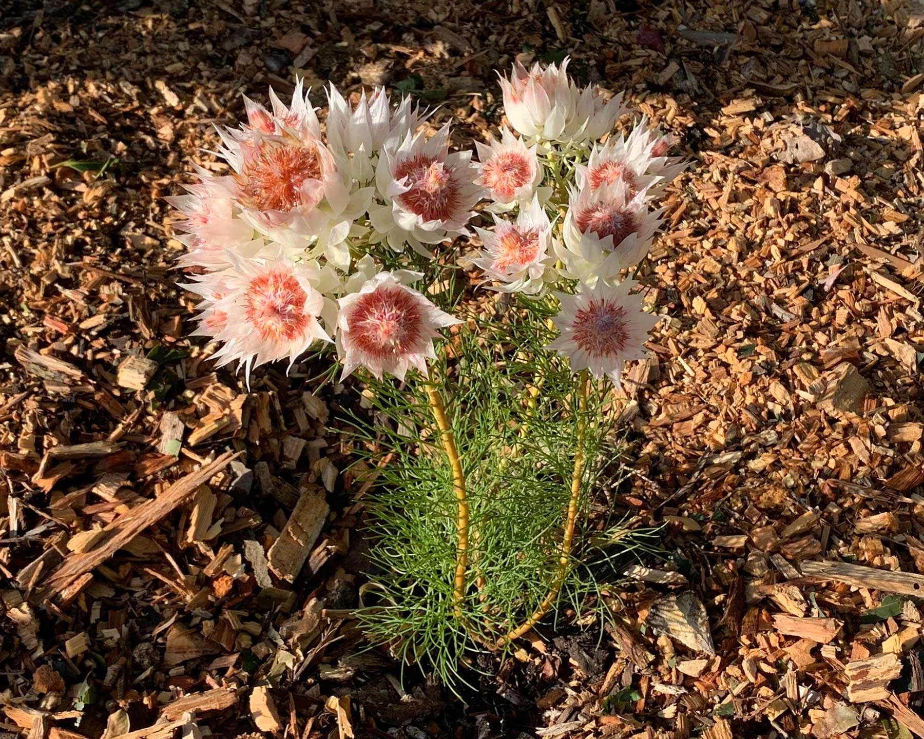 The unique fynbos biome, one of the world’s richest floral kingdoms
