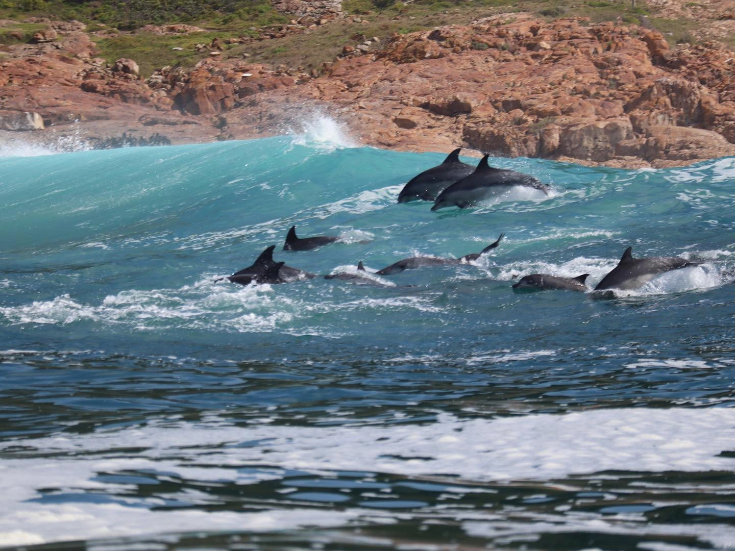 A whale and dolphin watching destination where you can see all three types of whales