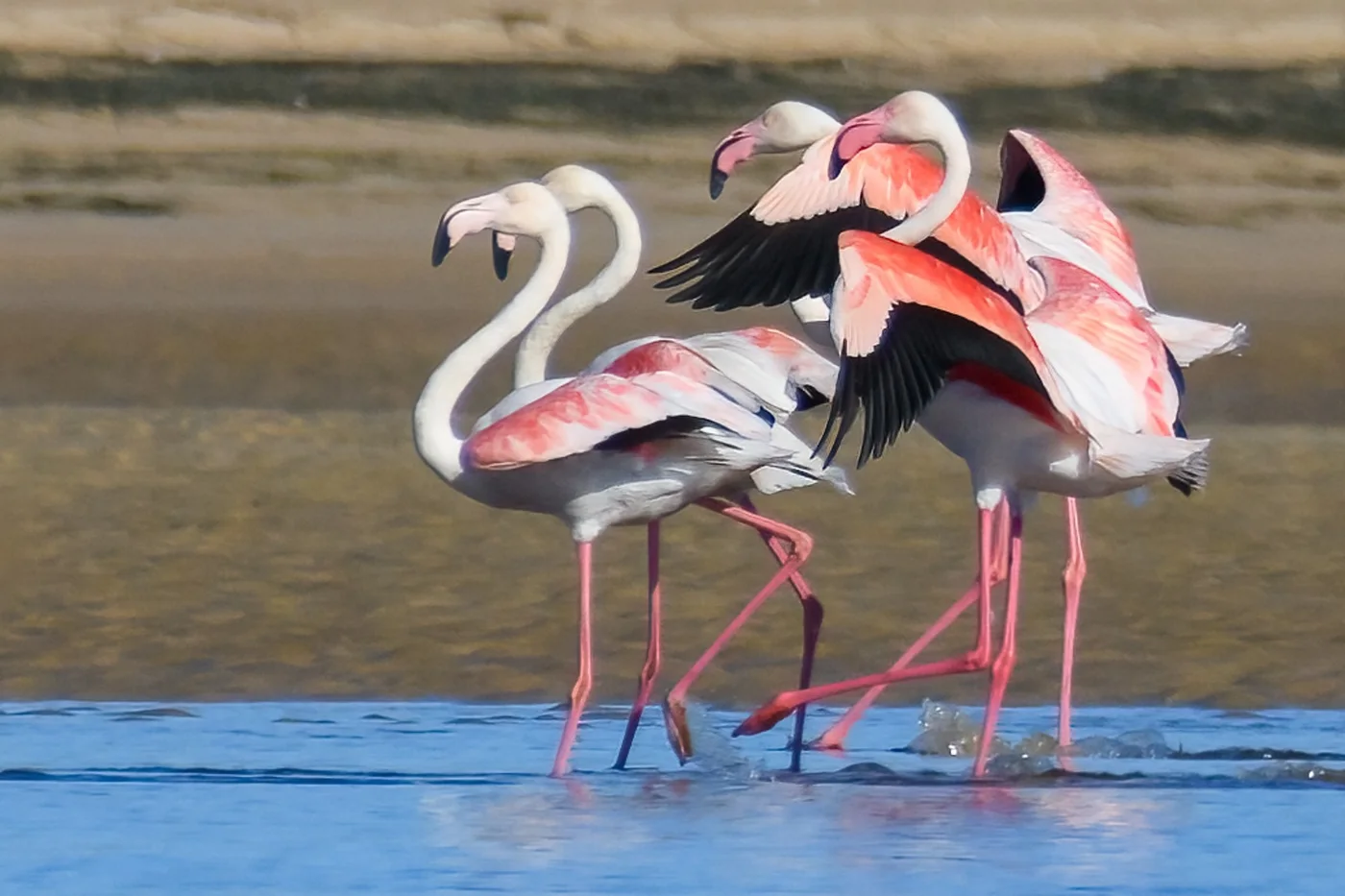 Birding in Plett