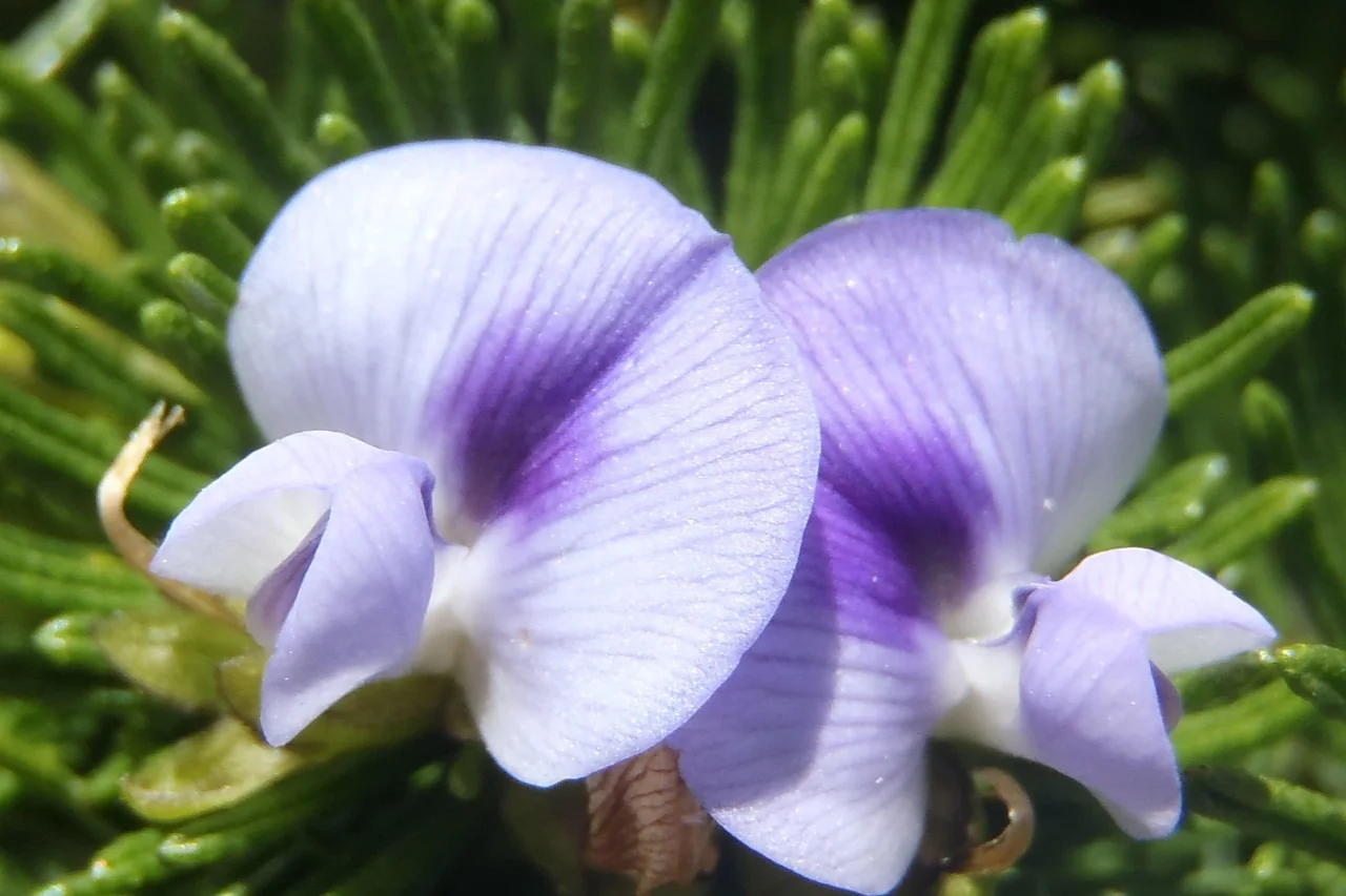New Fynbos species found