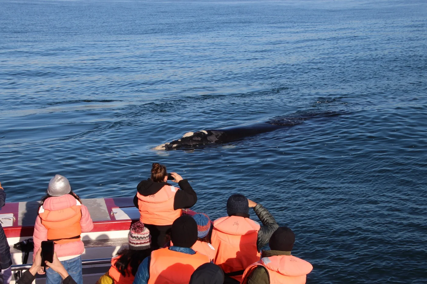 WHALE WATCHING IN PLETT