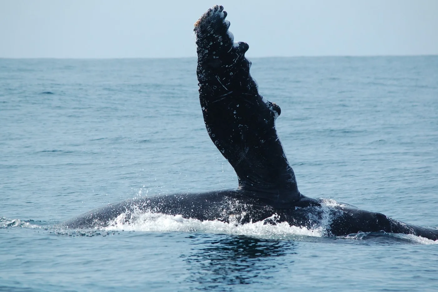 Whale behaviour