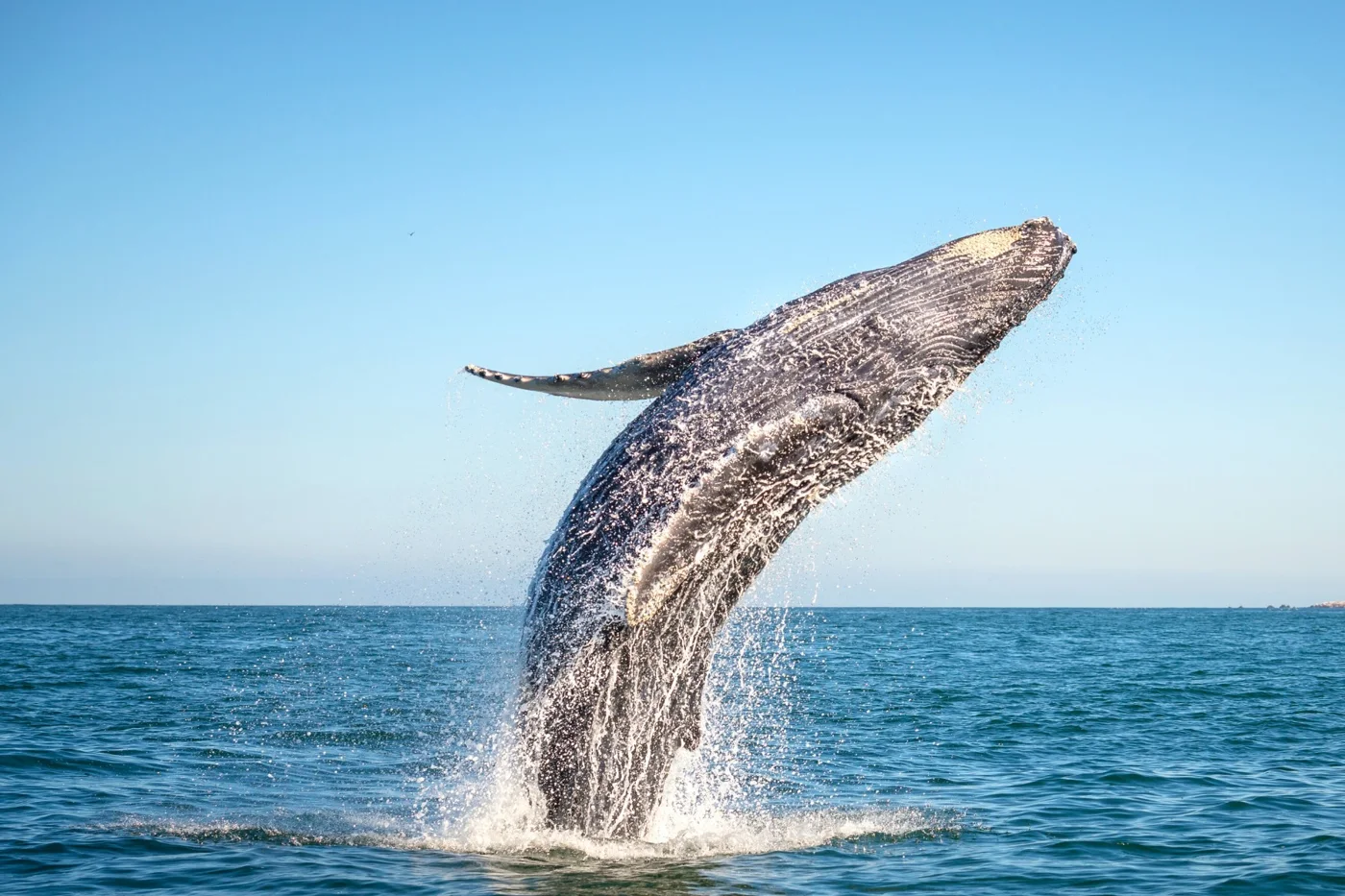 Whale season