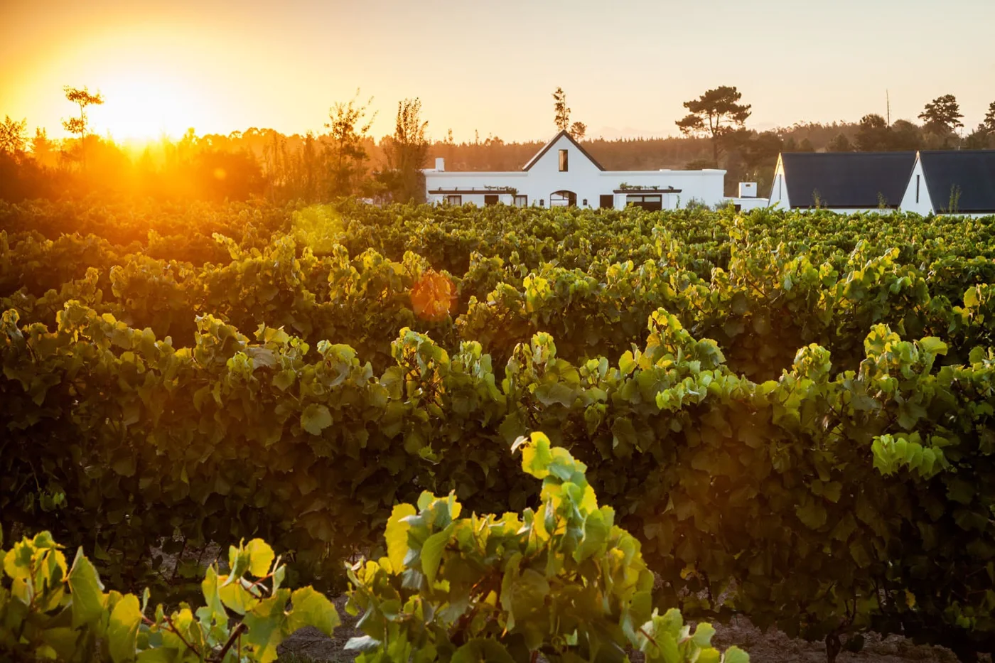 WINE TASTING IN PLETT